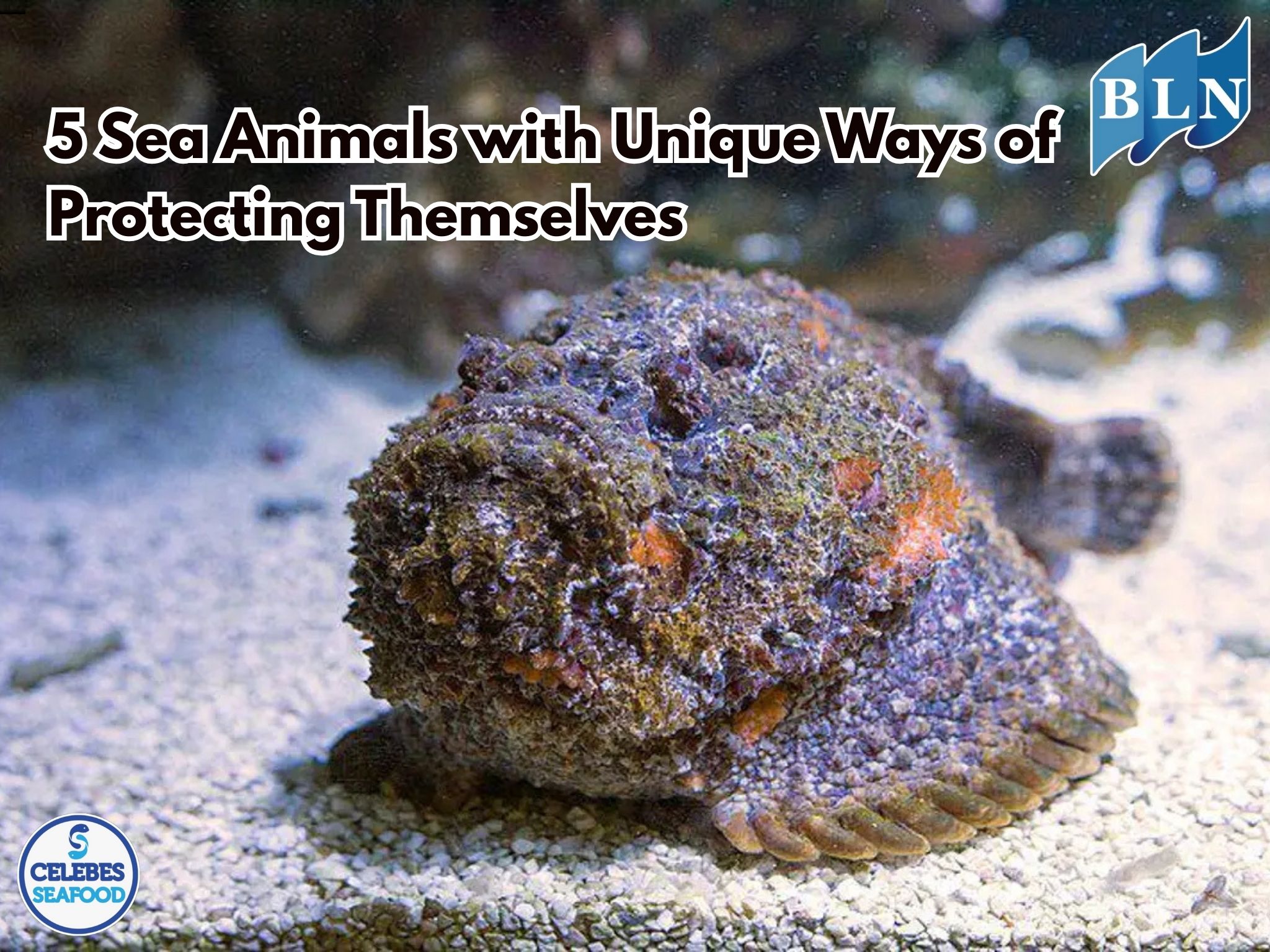 5 Sea Animals with Unique Ways of Protecting Themselves